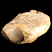 Petrified Wood unpolished from Queensland 227g in sunlight - Rocks and Things Store