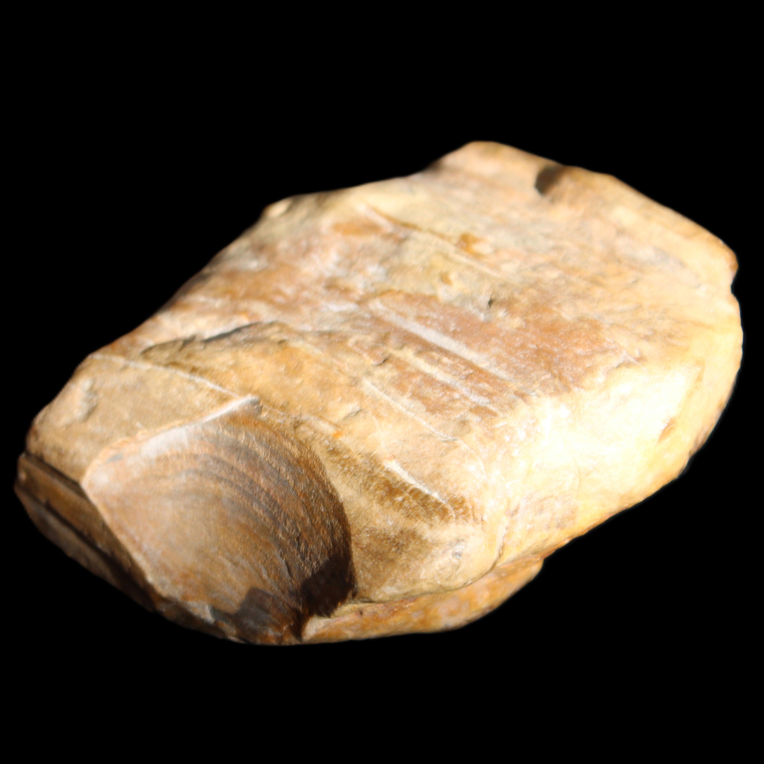 Petrified Wood unpolished from Queensland 227g in sunlight - Rocks and Things Store