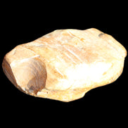 Petrified Wood unpolished from Queensland 227g in sunlight - Rocks and Things Store