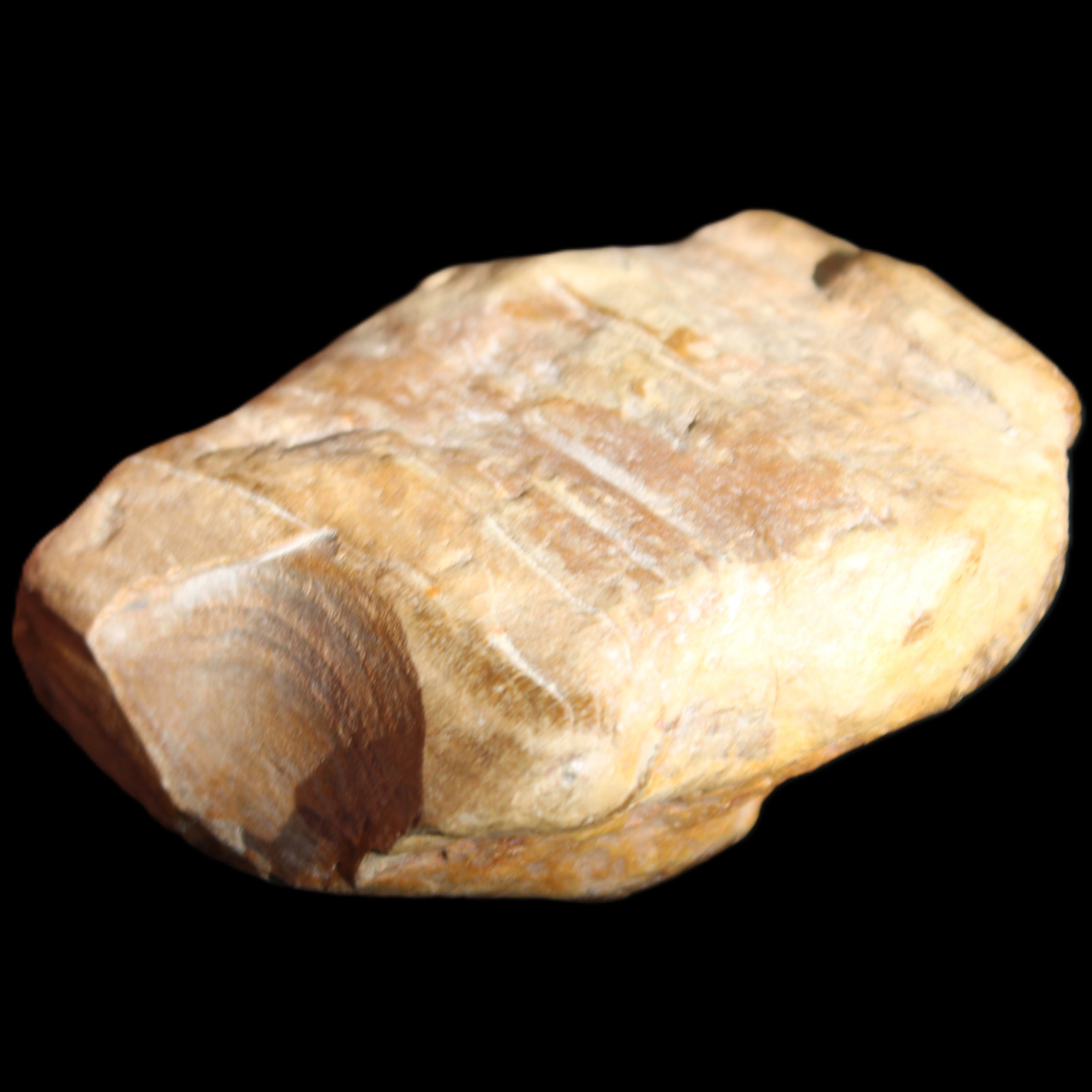 Petrified Wood unpolished from Queensland 227g in sunlight - Rocks and Things Store