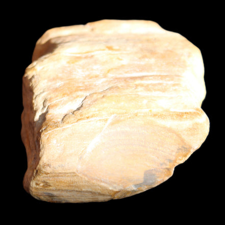 Petrified Wood unpolished from Queensland 227g in sunlight - Rocks and Things Store