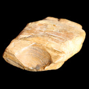 Petrified Wood unpolished from Queensland 227g in sunlight - Rocks and Things Store