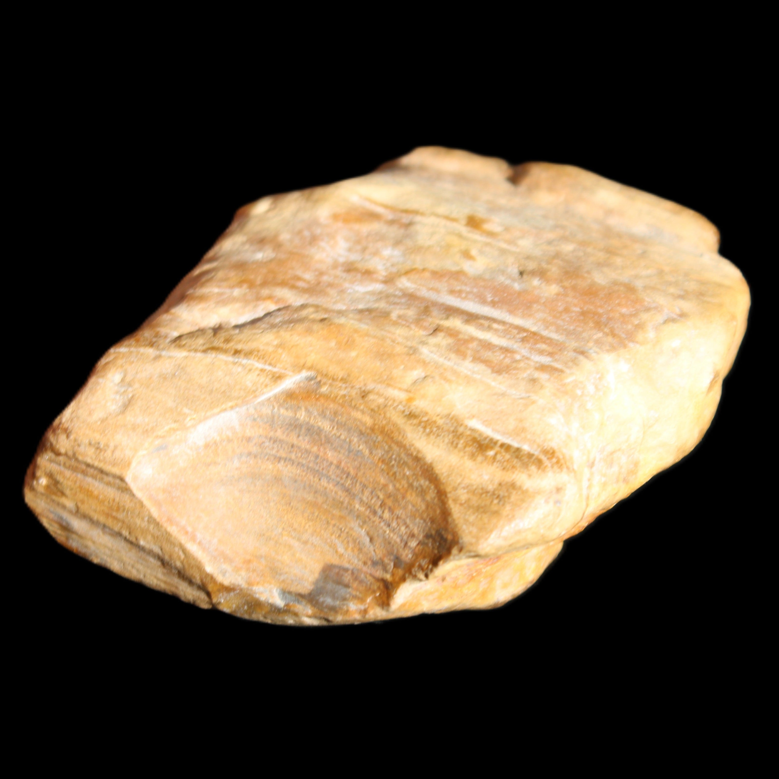 Petrified Wood unpolished from Queensland 227g in sunlight - Rocks and Things Store