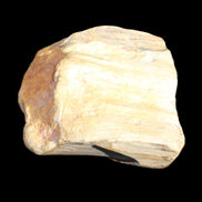 Petrified Wood unpolished from Queensland 227g in sunlight - Rocks and Things Store