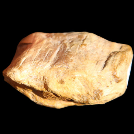 Petrified Wood unpolished from Queensland 227g in sunlight - Rocks and Things Store