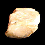 Petrified Wood unpolished from Queensland 227g in sunlight - Rocks and Things Store