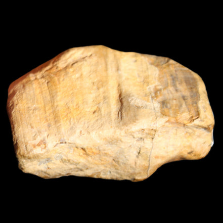 Petrified Wood unpolished from Queensland 227g in sunlight - Rocks and Things Store