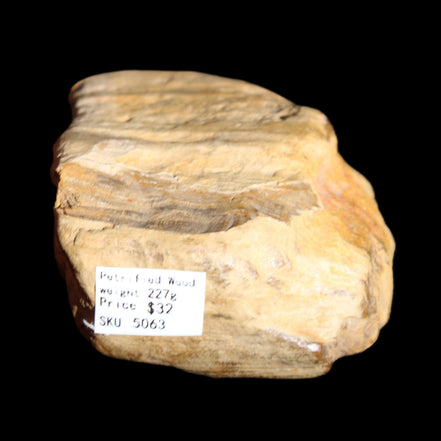 Petrified Wood unpolished from Queensland 227g in sunlight - Rocks and Things Store