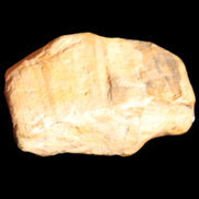 Petrified Wood unpolished from Queensland 227g in sunlight - Rocks and Things Store