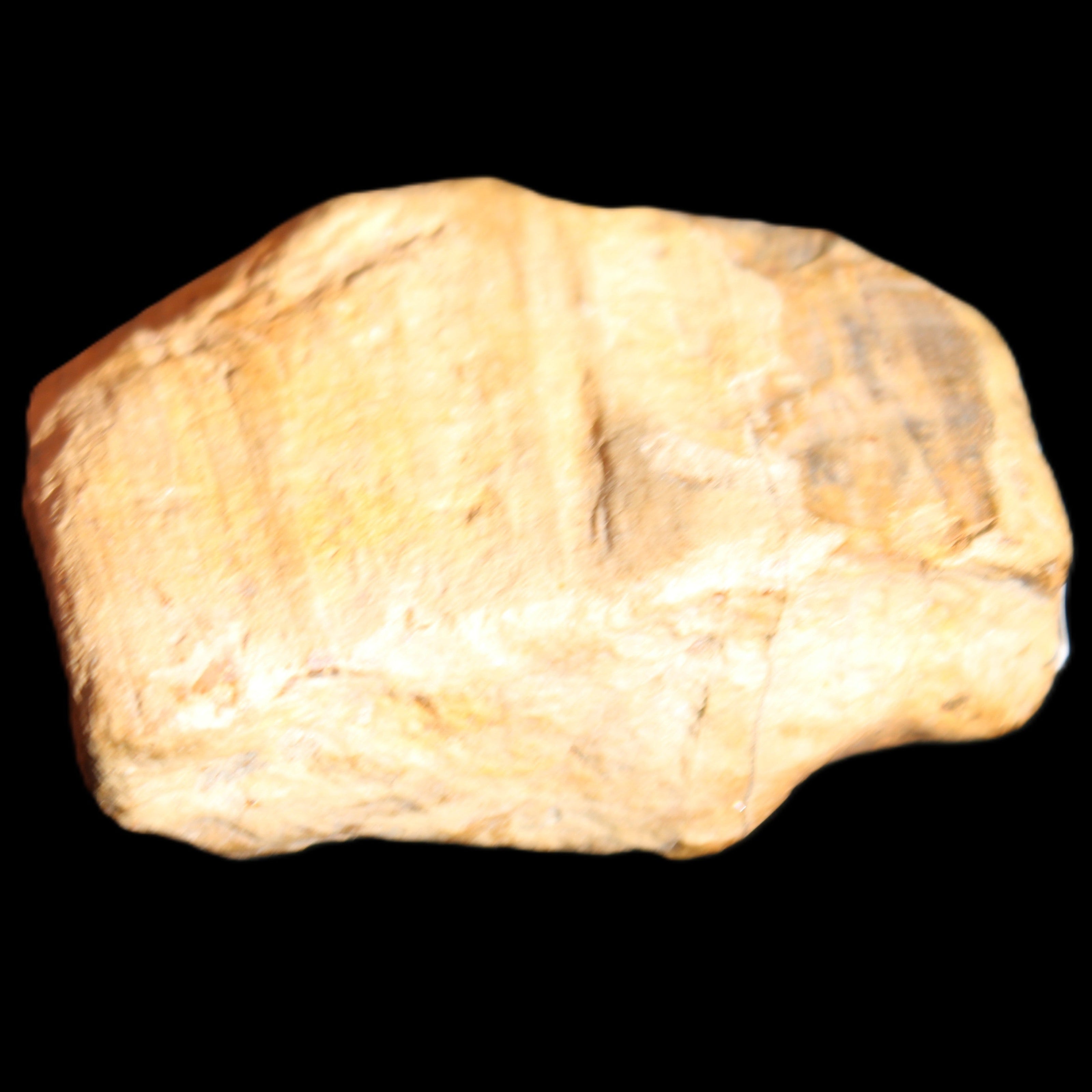 Petrified Wood unpolished from Queensland 227g in sunlight - Rocks and Things Store
