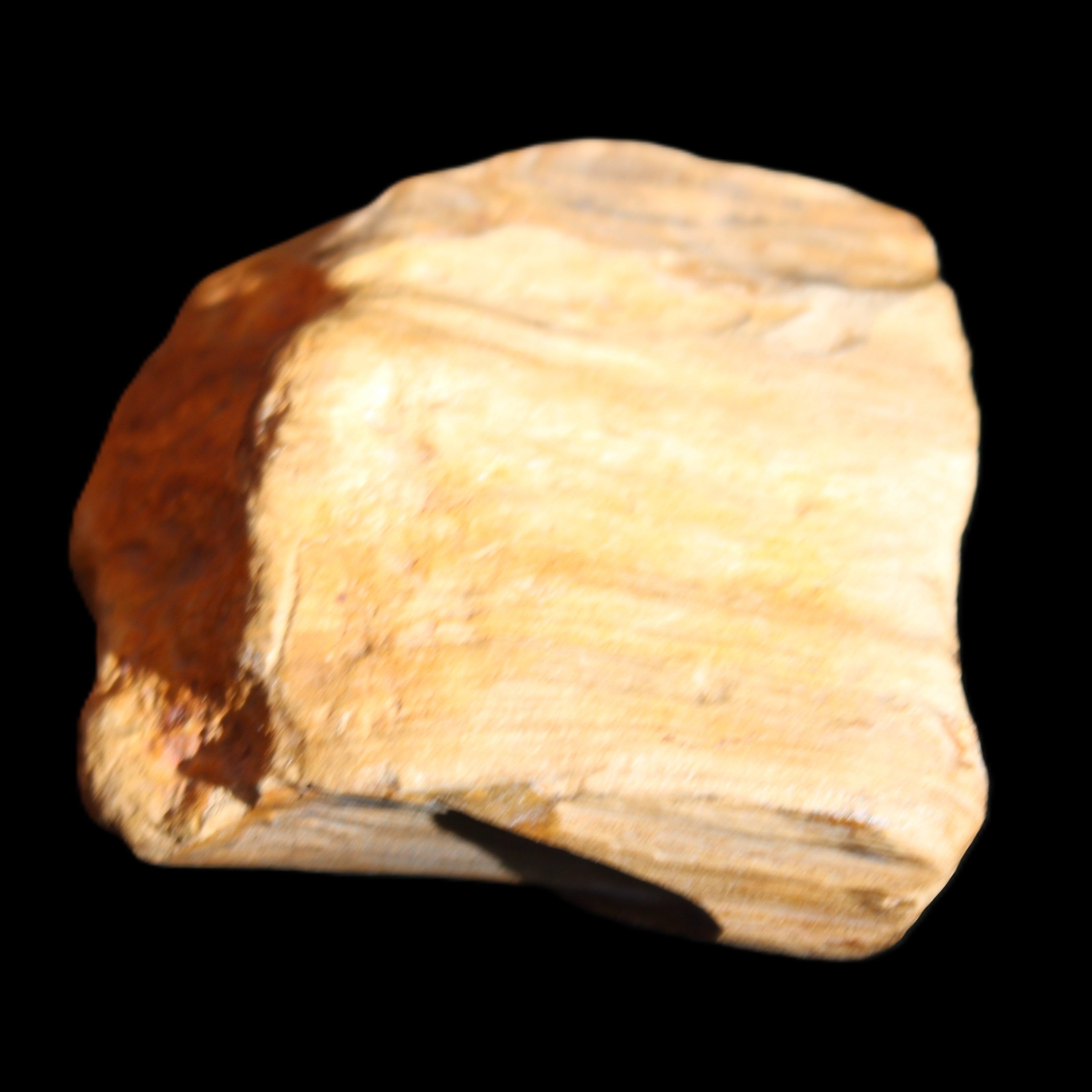 Petrified Wood unpolished from Queensland 227g in sunlight - Rocks and Things Store