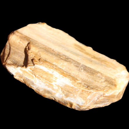 Small natural Petrified Wood from Queensland 104g in sunlight - Rocks and Things Store
