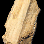 Petrified Wood from Queensland 104g Rocks and Things