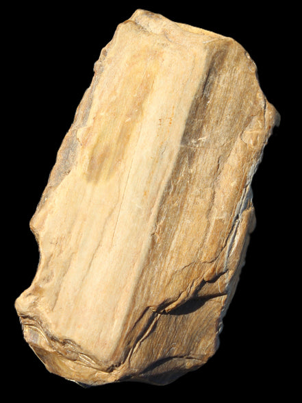 Petrified Wood from Queensland 104g Rocks and Things