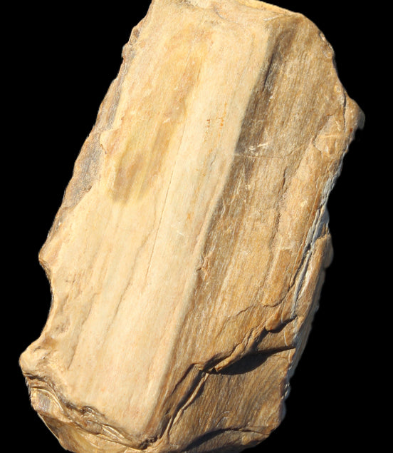 Petrified Wood from Queensland 104g Rocks and Things