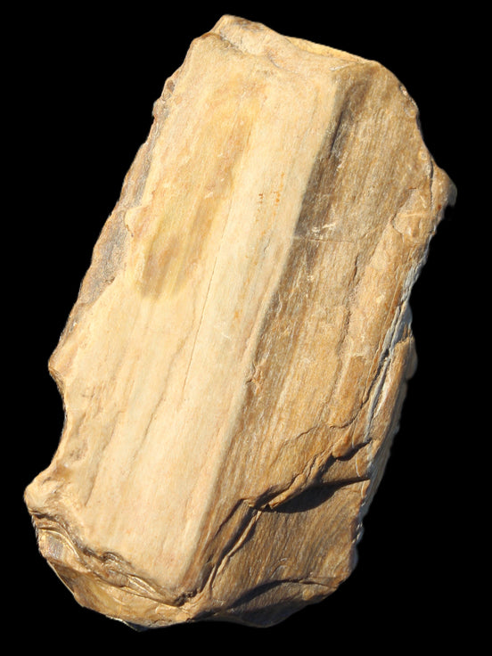 Petrified Wood from Queensland 104g Rocks and Things