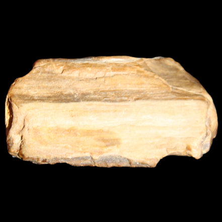 Small natural Petrified Wood from Queensland 104g in sunlight - Rocks and Things Store