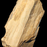 Petrified Wood from Queensland 104g Rocks and Things