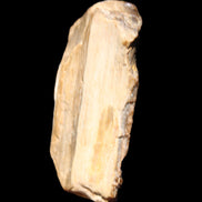 Small natural Petrified Wood from Queensland 104g in sunlight - Rocks and Things Store