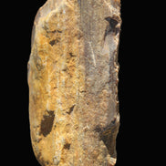 Petrified Wood from Queensland 104g Rocks and Things