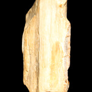 Small natural Petrified Wood from Queensland 104g in sunlight - Rocks and Things Store