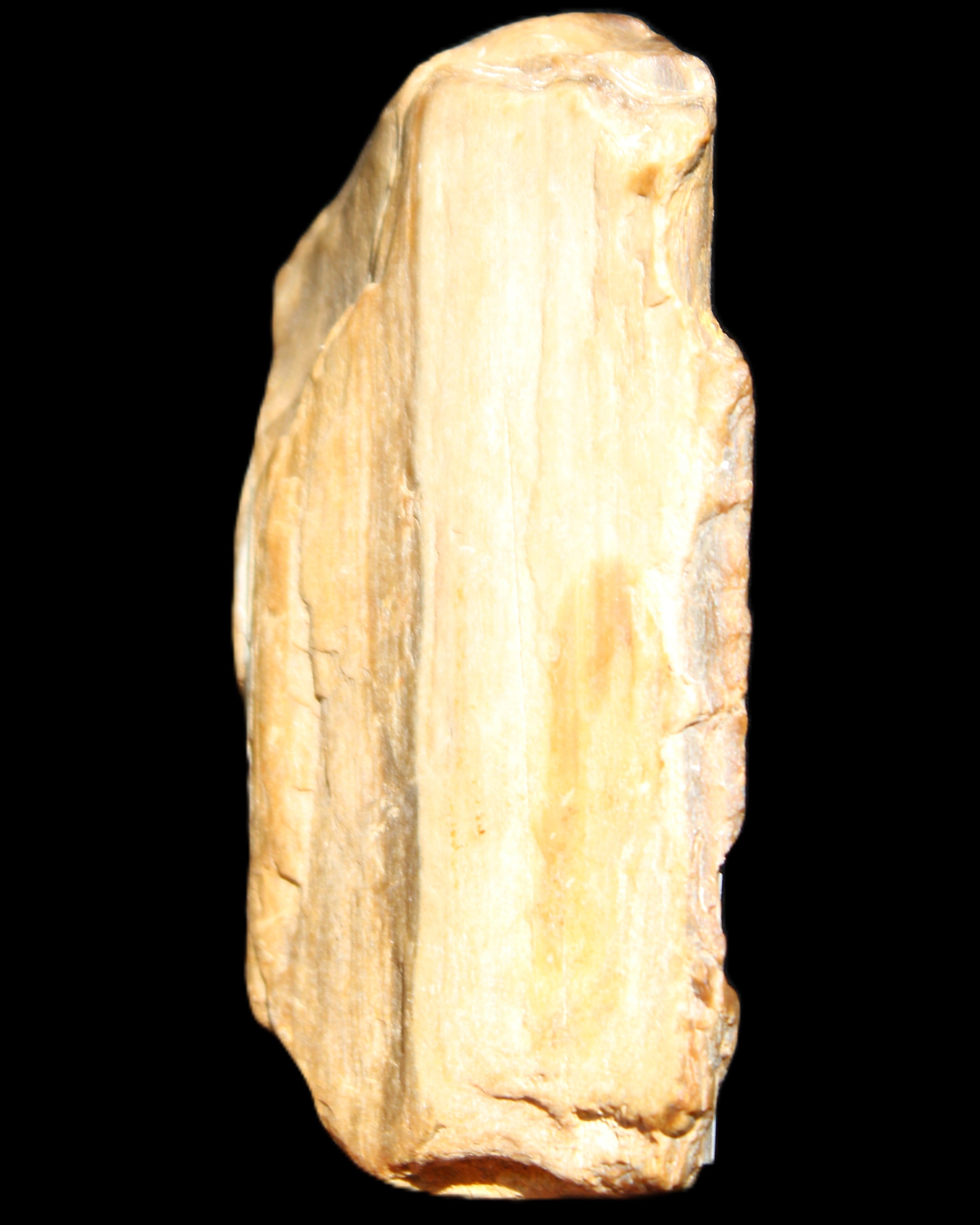 Small natural Petrified Wood from Queensland 104g in sunlight - Rocks and Things Store