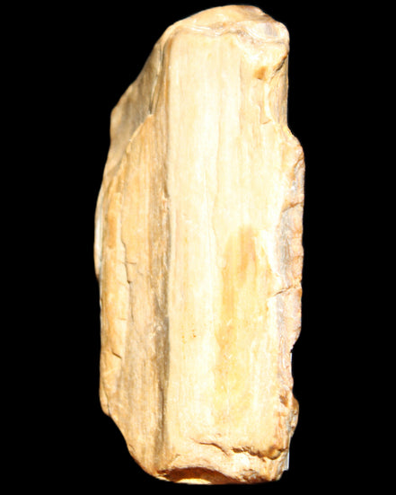 Small natural Petrified Wood from Queensland 104g in sunlight - Rocks and Things Store