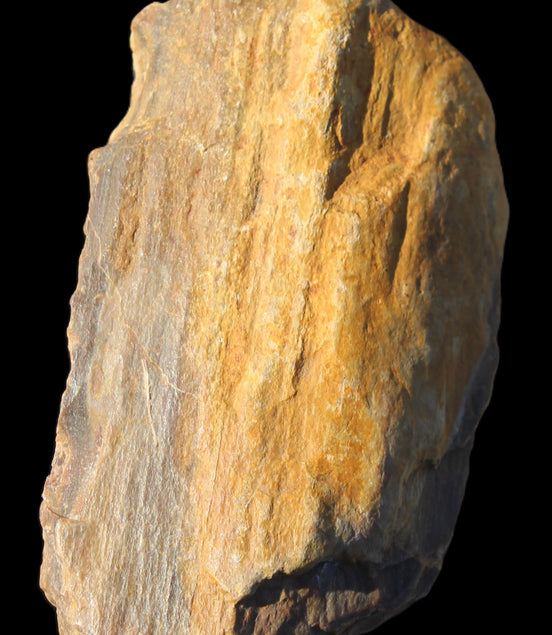 Petrified Wood from Queensland 104g Rocks and Things