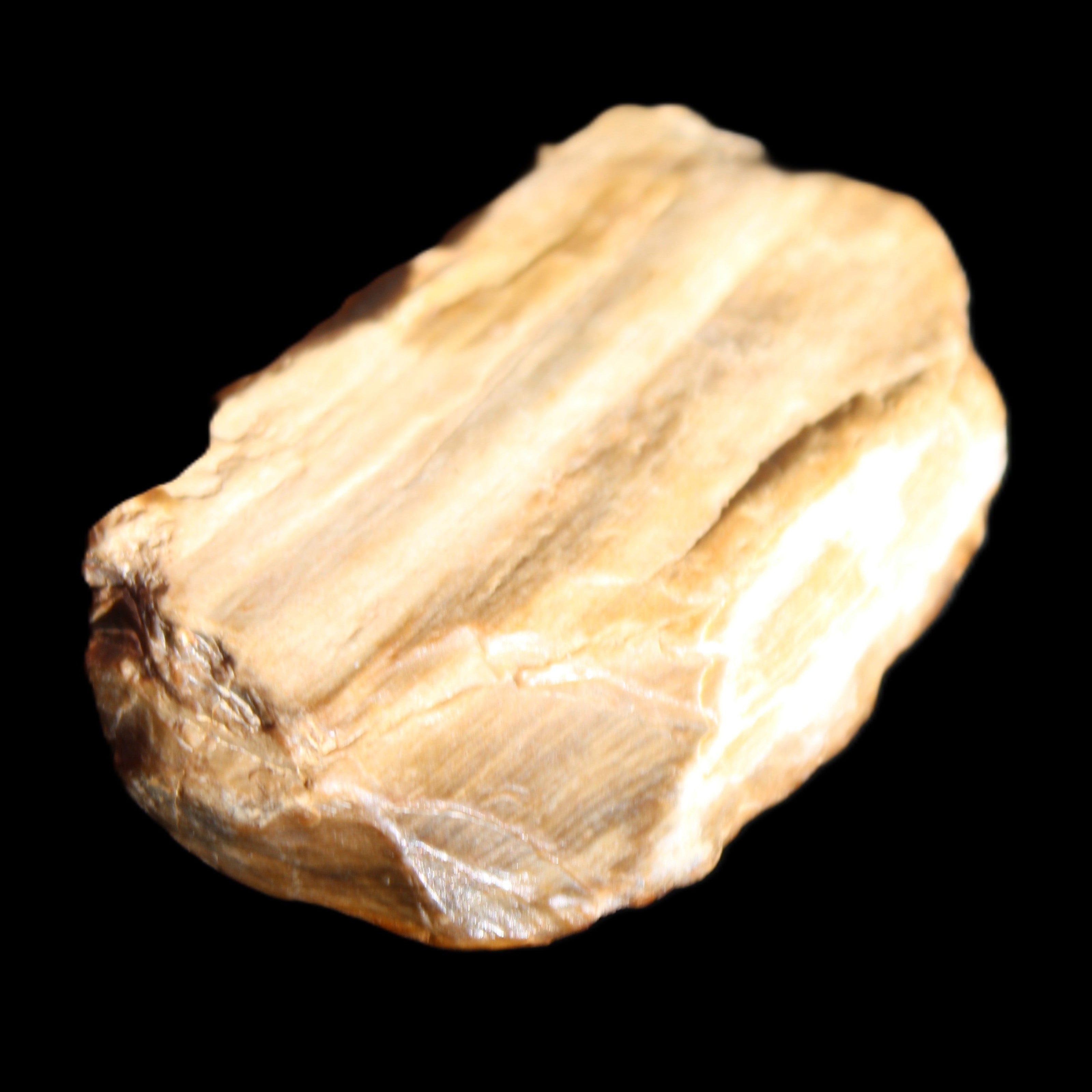 Small natural Petrified Wood from Queensland 104g in sunlight - Rocks and Things Store