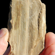 Petrified Wood from Queensland 104g Rocks and Things