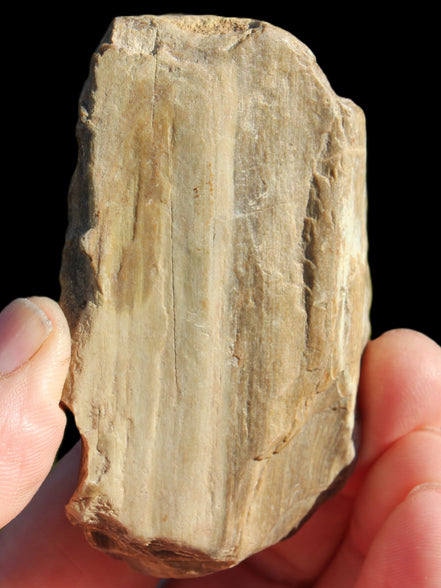 Petrified Wood from Queensland 104g Rocks and Things