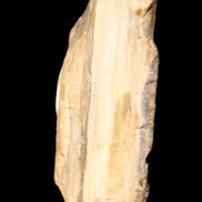 Small natural Petrified Wood from Queensland 104g in sunlight - Rocks and Things Store