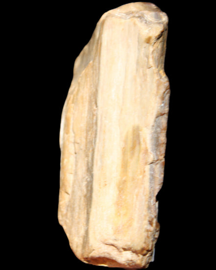 Small natural Petrified Wood from Queensland 104g in sunlight - Rocks and Things Store