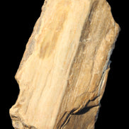 Petrified Wood from Queensland 104g Rocks and Things