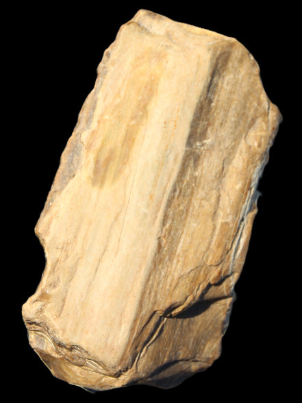 Petrified Wood from Queensland 104g Rocks and Things