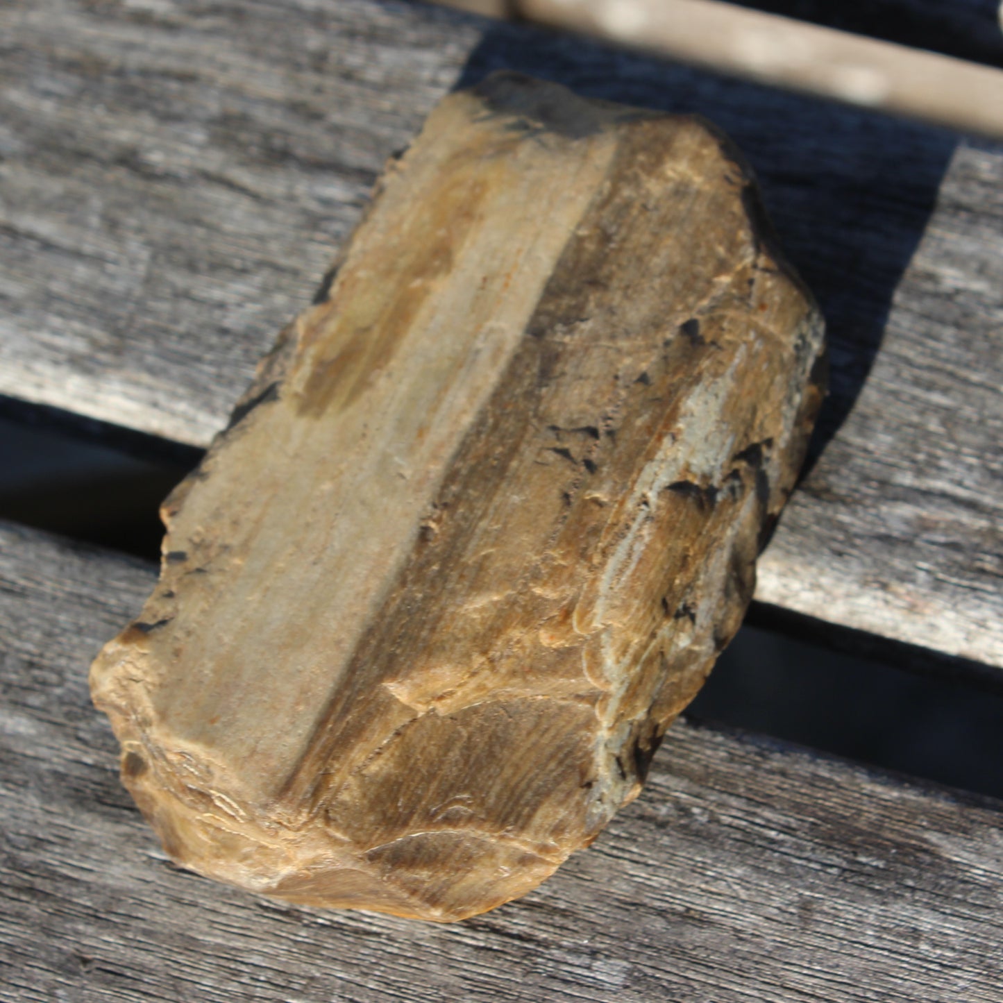 Petrified Wood from Queensland 104g