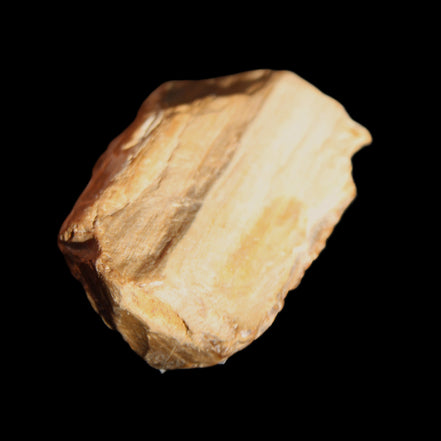 Small natural Petrified Wood from Queensland 104g in sunlight - Rocks and Things Store