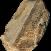 Petrified Wood from Queensland 104g Rocks and Things