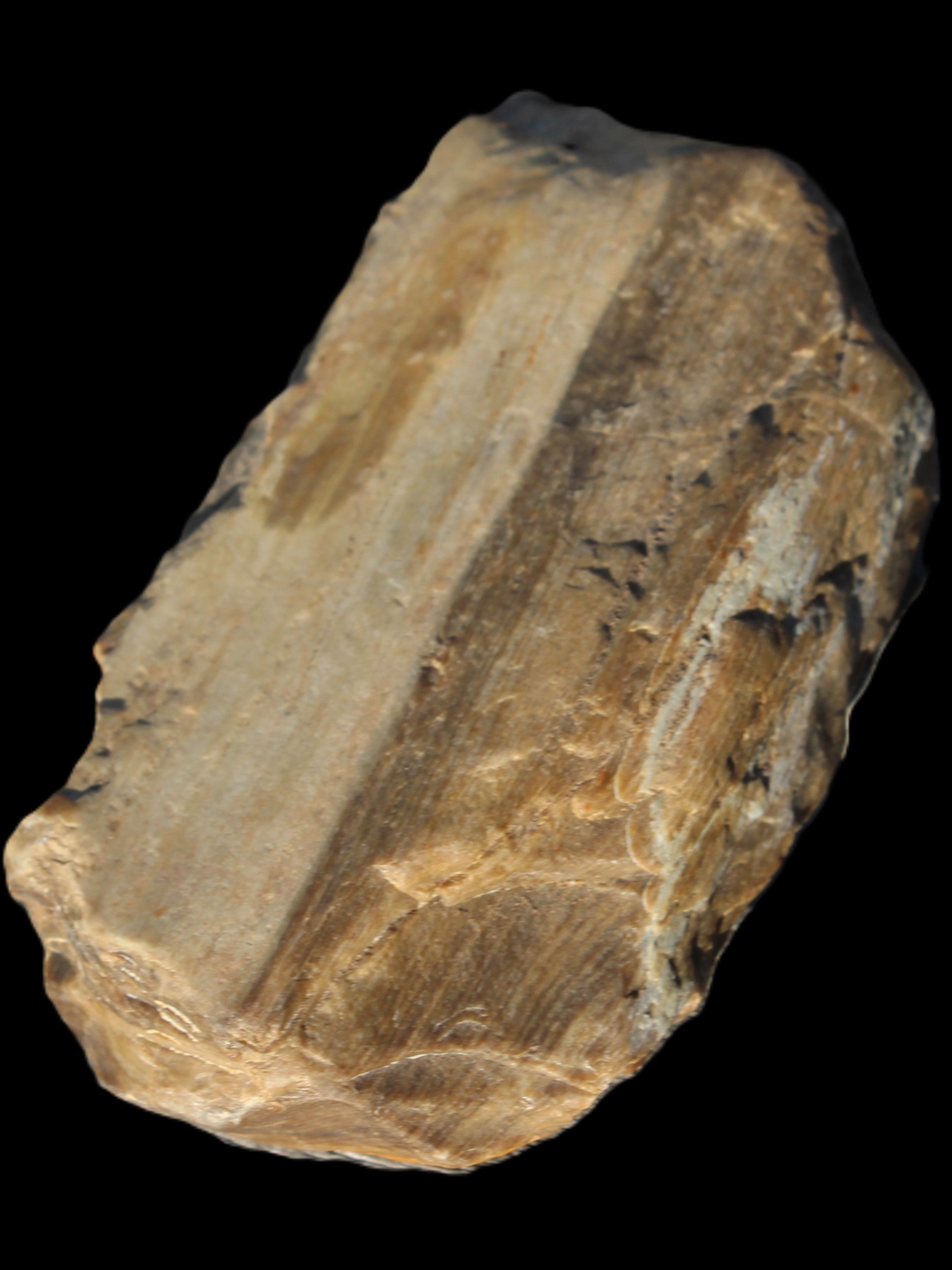 Petrified Wood from Queensland 104g Rocks and Things