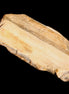 Small natural Petrified Wood from Queensland 104g in sunlight - Rocks and Things Store