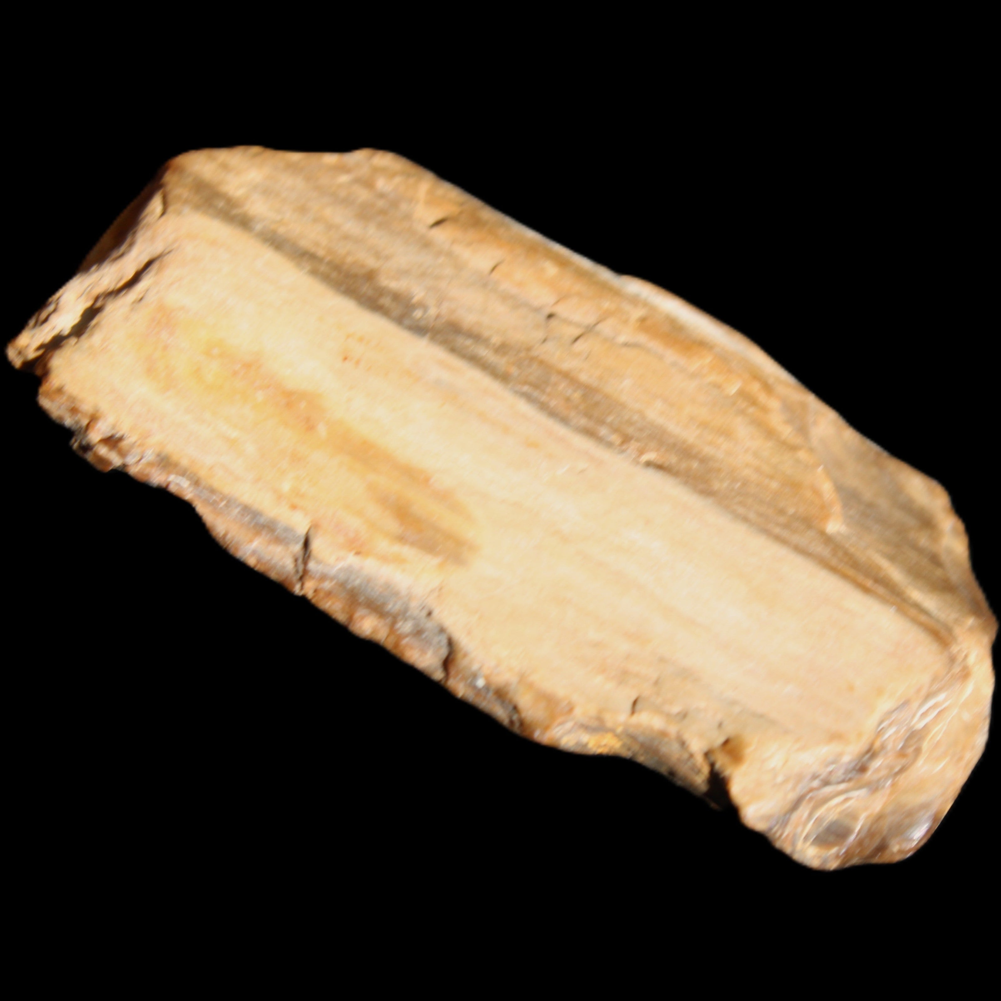 Small natural Petrified Wood from Queensland 104g in sunlight - Rocks and Things Store