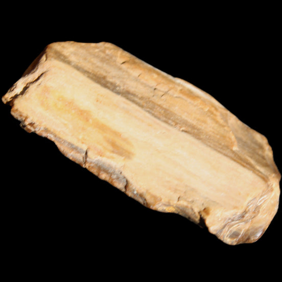 Small natural Petrified Wood from Queensland 104g in sunlight - Rocks and Things Store