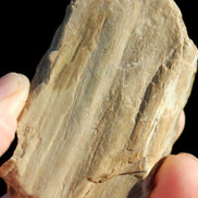 Petrified Wood from Queensland 104g Rocks and Things