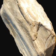 Petrified Wood from Queensland 104g Rocks and Things