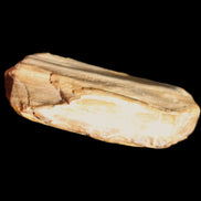 Small natural Petrified Wood from Queensland 104g in sunlight - Rocks and Things Store