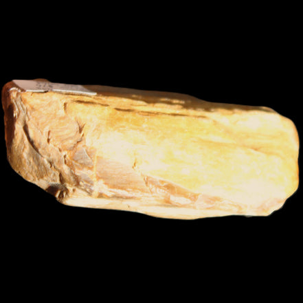 Small natural Petrified Wood from Queensland 104g in sunlight - Rocks and Things Store