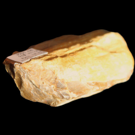 Small natural Petrified Wood from Queensland 104g in sunlight - Rocks and Things Store