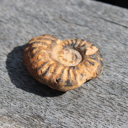 Ammonite 2.9-4.6g
