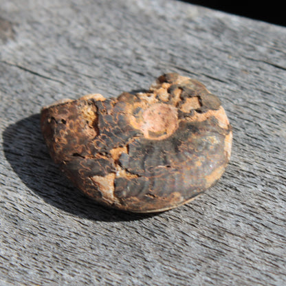 Ammonite 2.9-4.6g