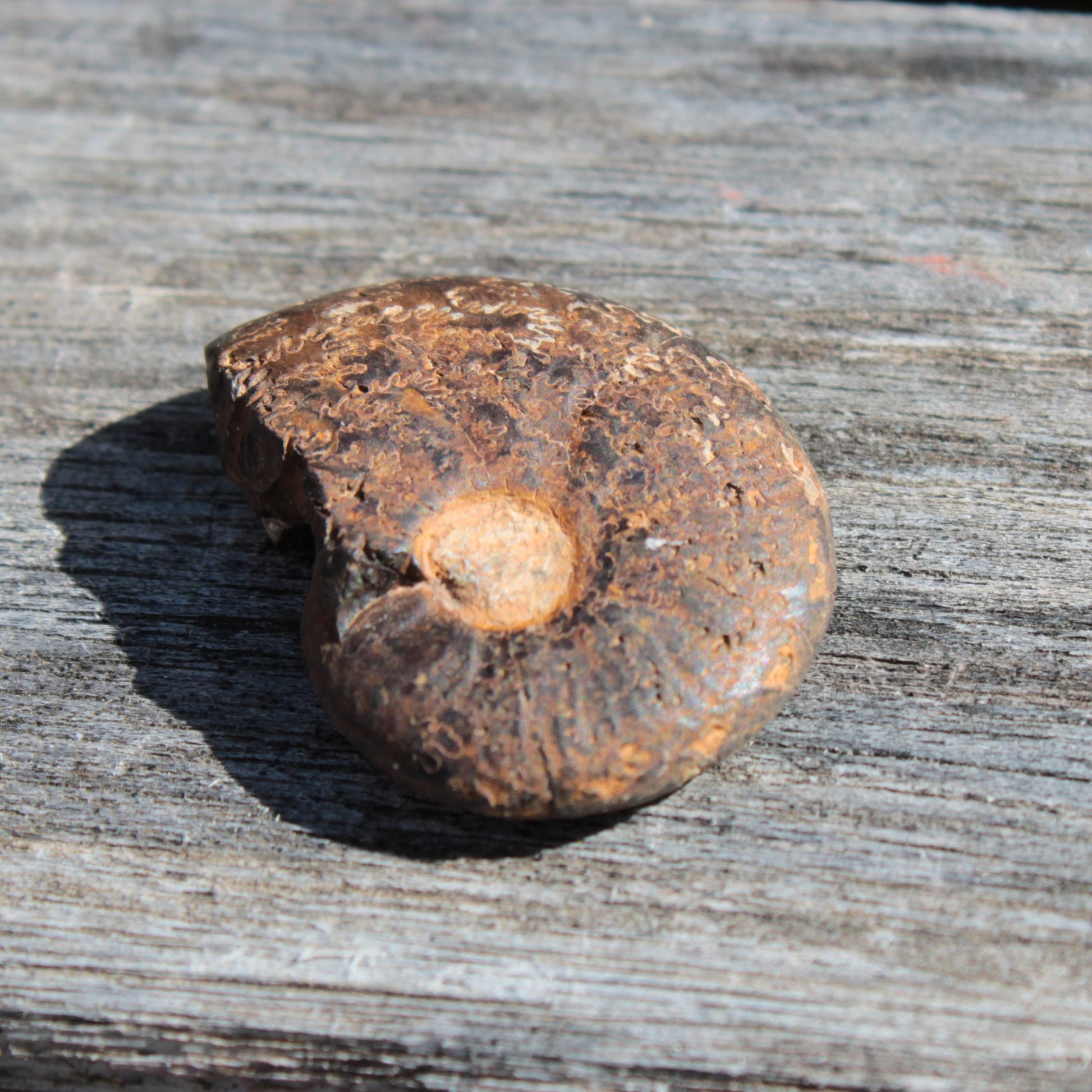 Small Ammonite 4.3-5.3g Rocks and Things